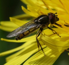Platycheirus manicatus