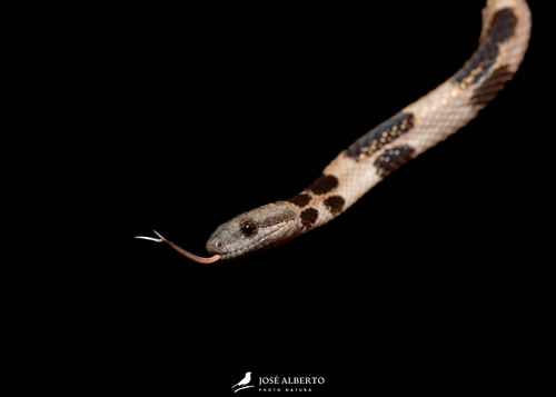 Wright's Dwarf Boa