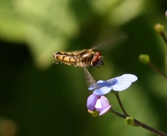 Platycheirus manicatus