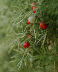 Asparagus densiflorus