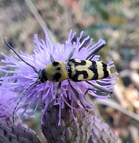 Grape Wood Borer