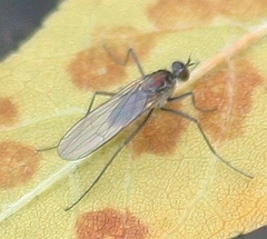 Hydrophorinae