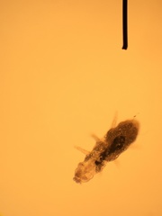 Pauropoda