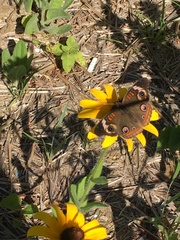 Junonia coenia