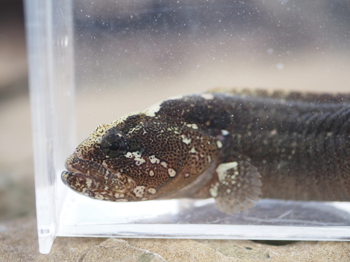 Ribbed gunnel (Dictyosoma burgeri) — Stichaeidae — 4