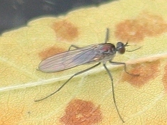 Hydrophorinae