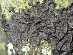 Collema subflaccidum