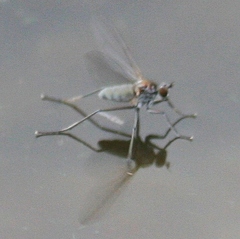 Hydrophorinae