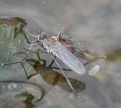 Hydrophorinae