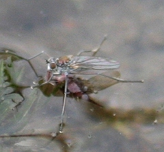 Hydrophorinae