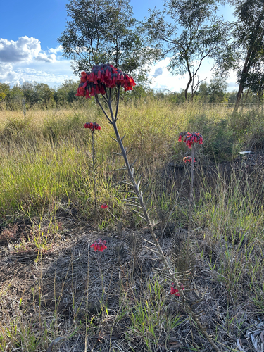 Mother of Millions