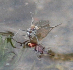 Hydrophorinae