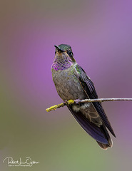 Amethyst-Throated Hummingbird photo 1