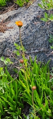 Pringle's raillardella (Raillardella pringlei)