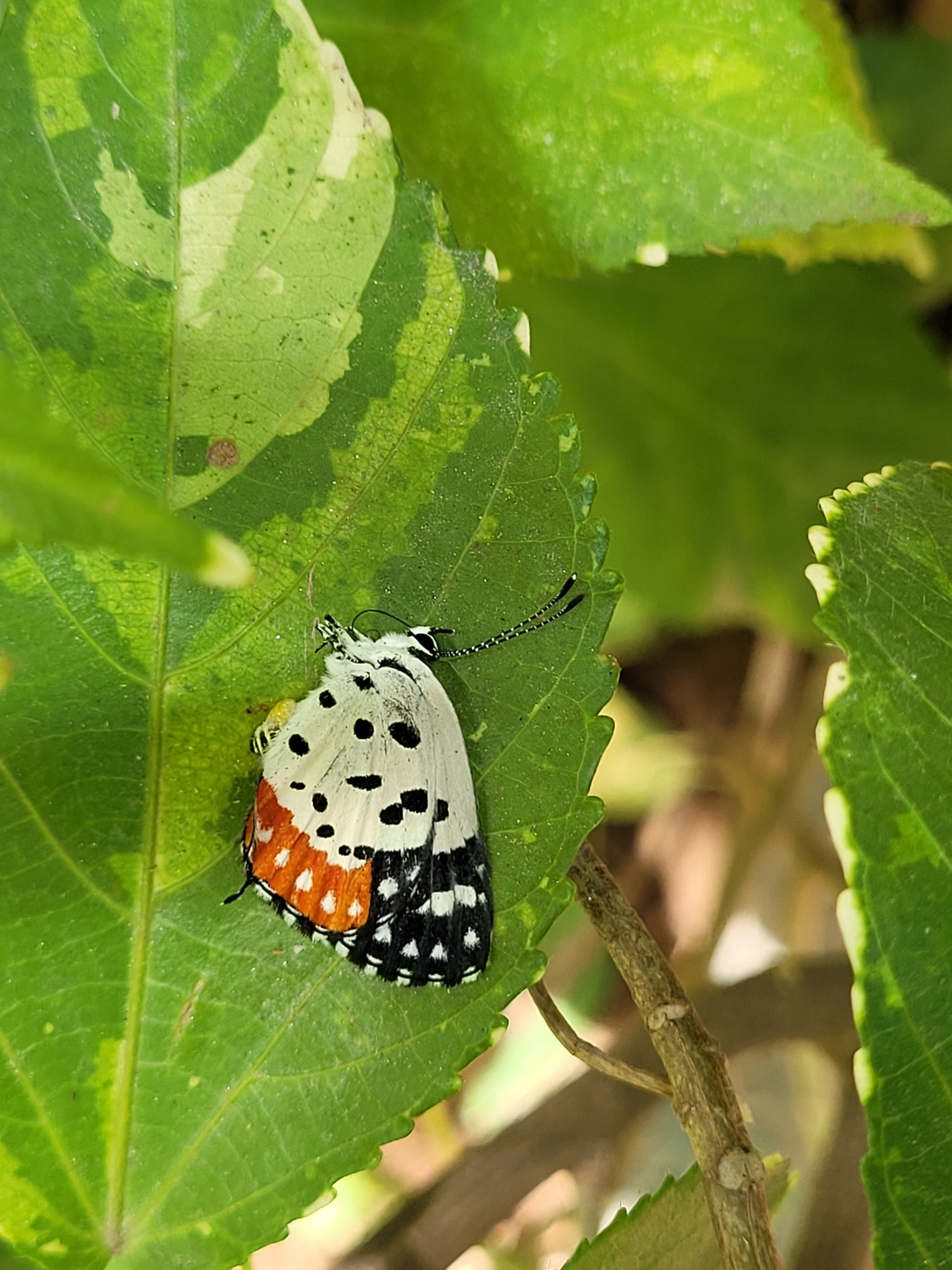 Red Pierrot