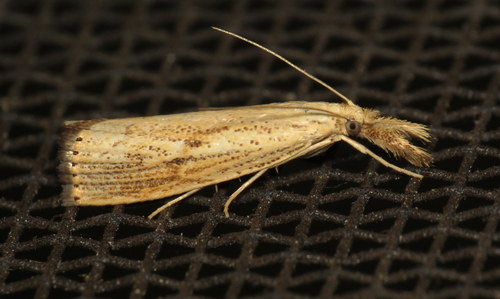Lesser Vagabond Sod Webworm Moth photo 4