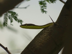 Psammophis elegans