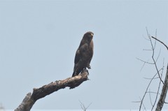 Circaetus cinerascens