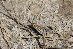 Ctenucha vittigera