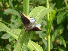 Charaxes epijasius