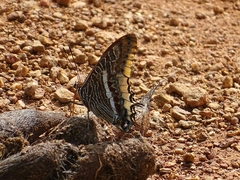 Charaxes epijasius