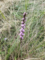 Liatris acidota