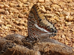 Charaxes epijasius