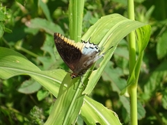 Charaxes epijasius