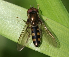 Platycheirus peltatus