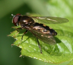 Platycheirus peltatus