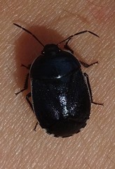 Canthophorus melanopterus