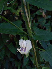 Centrosema sagittatum