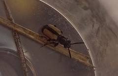 Crioceris paracenthesis