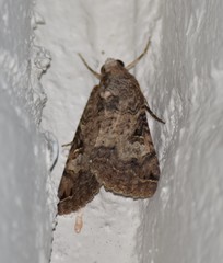 Melipotis agrotoides