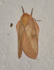 Syssphinx blanchardi