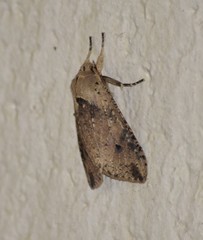 Purius superpulverea