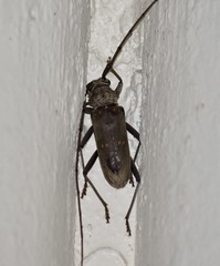 Susuacanga stigmatica