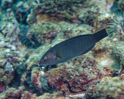 Thalassoma ballieui observed 2025-07-05