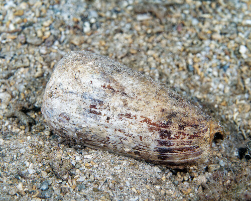 Conus striatus observed 2025-07-05