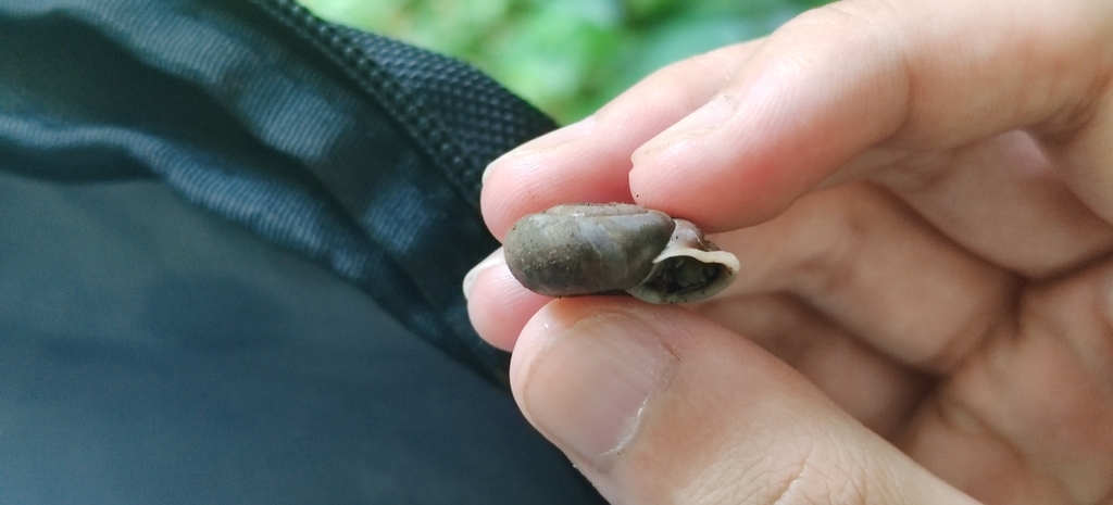 Trichelix biscalpta