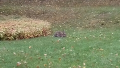 Oryctolagus cuniculus