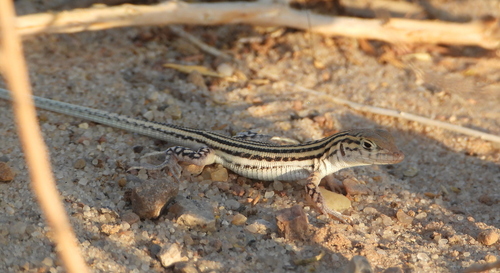 Bosc’s Fringe-toed lizard