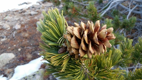 limber pine