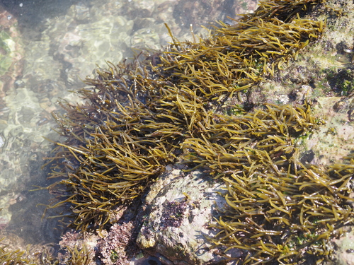 Sargassum observed 2022-09-27