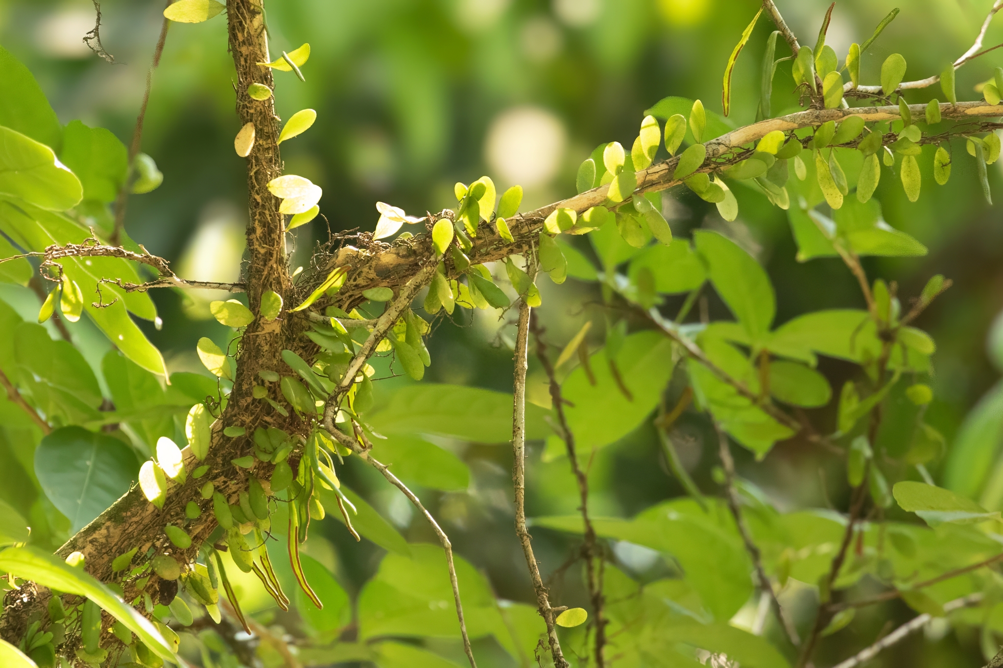 Pyrrosia piloselloides (Pyrrosia piloselloides)