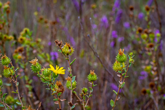 Grindelia lanceolata