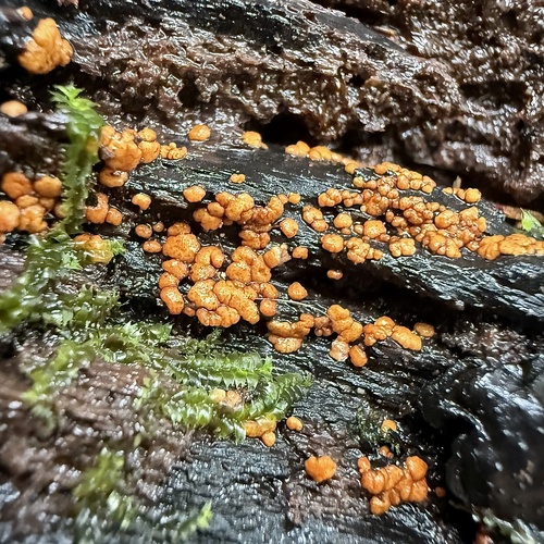 Trichoderma viride, 2025-07-05