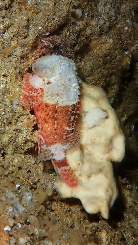 Scorpaenodes parvipinnis observed 2025-07-03