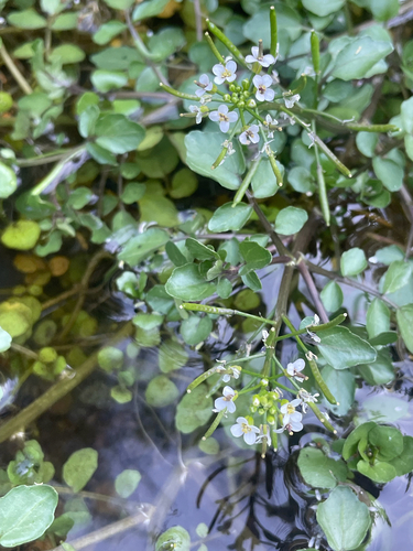Nasturtium microphyllum iNat (3)