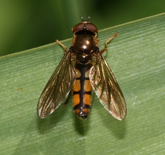 Platycheirus scambus